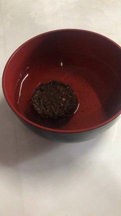 春は花が恋しくなるのかなぁの記事動画