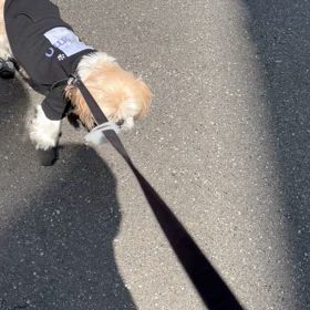 我が道への画像