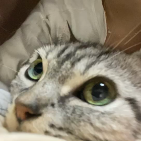 癒しのときの画像