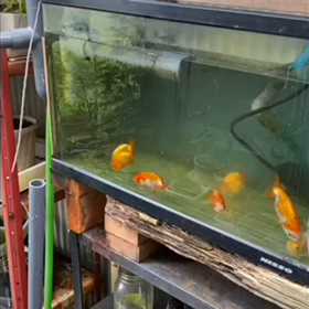 らんちゅう  当年2才魚です。大きくなった。の画像
