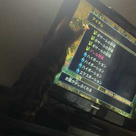 二次元とねこの画像