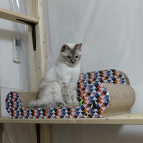 家庭内野良猫だったころの画像