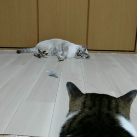得意技？の画像