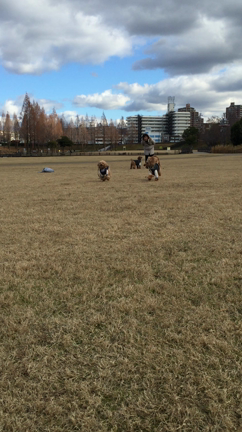 チーム一応トイプードルの記事動画