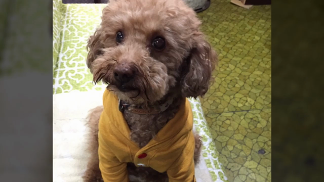 お友達画像ですの記事動画