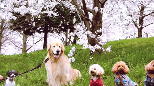 2015年 上半期思い出の記事動画