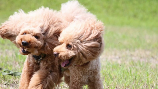 2015年下期思い出&amp;ビン生地でカフェマットの記事動画