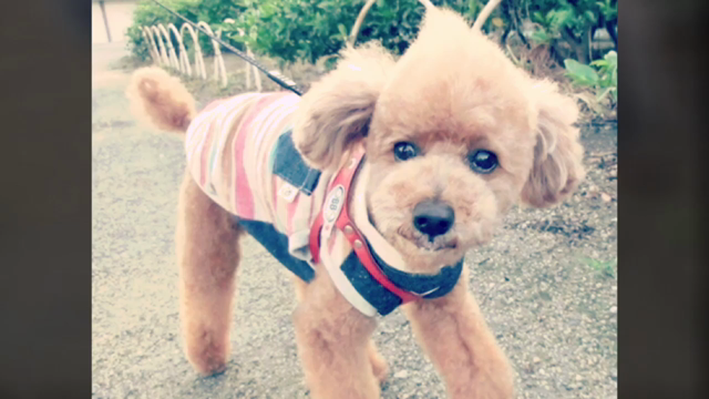 可愛いモデルさんたちの記事動画