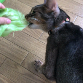 猫の画像