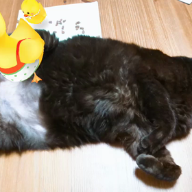 七夕のお願いごとは何？の画像