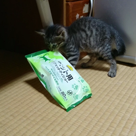 目に付くものは全ておもちゃなのだ！！の画像