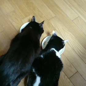 兄妹､仲良くごはん♪の画像