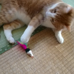 ネズミで遊ぶ猫の画像