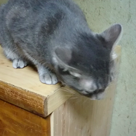 かりんちゃんから一言(*´∇｀*)の画像