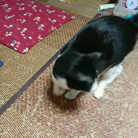 わたしの前世診断の結果は...の画像