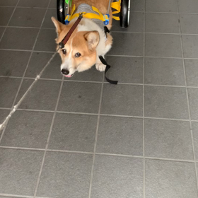 レアの車椅子装着の画像