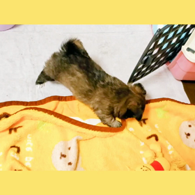 NEWフェイスの画像