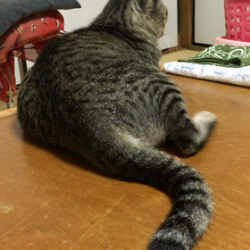 みかん。の画像
