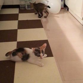 風船とネコの画像
