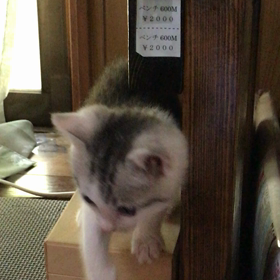 しらすちゃんの画像