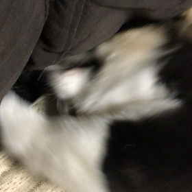 破壊王 ！  さら。。。の画像