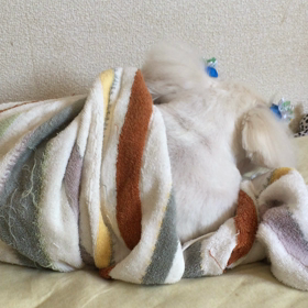 チャイナの病状の画像