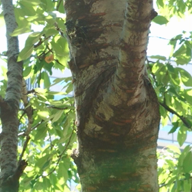 夏ですねの画像