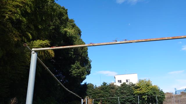 京芋（たけのこ芋）収穫の記事動画
