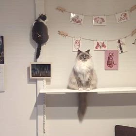 暑いですね！の画像