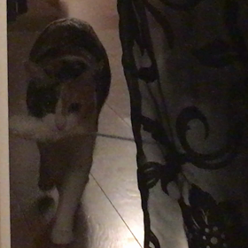 三毛猫ヤマトの画像