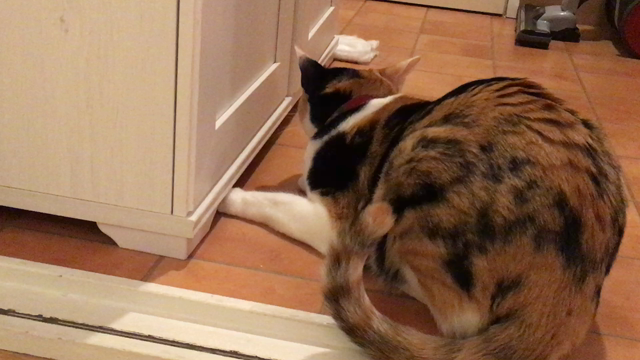 あたちのご飯の記事動画