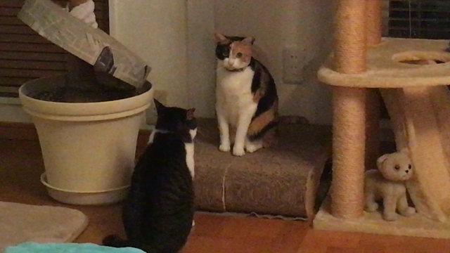 バトルの記事動画