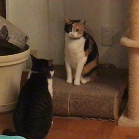 バトルの画像