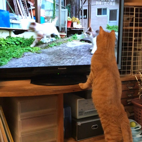 テレビ鑑賞の画像