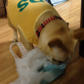 いたずらさん(´×ω×`)の画像