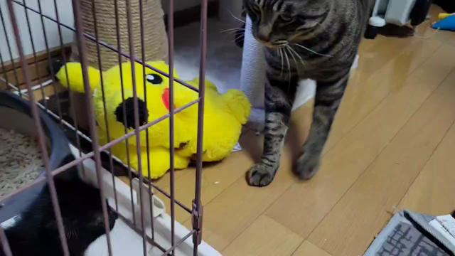 ㊗️２匹目の孫♥️なぎさです‼️の記事動画