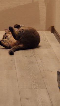 Jaguarの日常。の記事動画