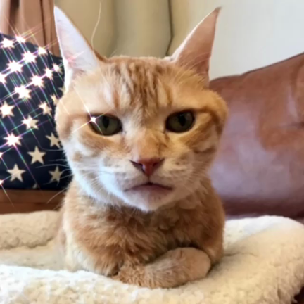 愛猫から月命日のメッセージの記事動画