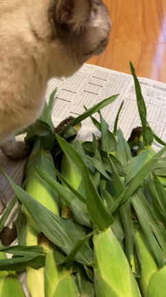 大量のとうもろこしにびっくり‼️の記事動画