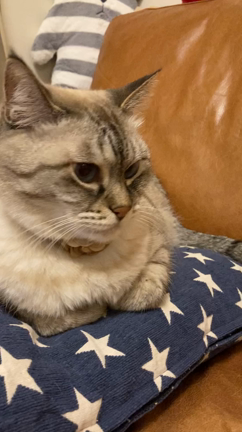 何度も空気をクンクンする猫の記事動画