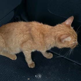 幸せなストーリー（解釈）ならしてやろうと思う。猫ちゃんが死にました。の画像