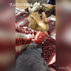 ワンワンのぬいぐるみの画像