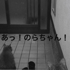 のらちゃんの画像
