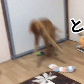 なんでも、おもちゃの画像