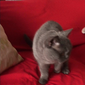 元気なおばあちゃんの画像