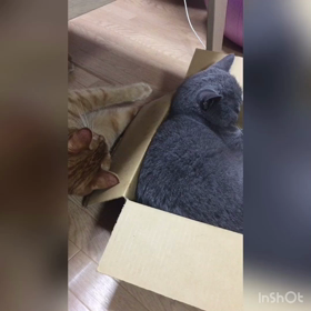 最近の2匹の関係の画像