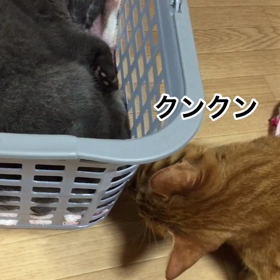 レオのちょっかいの画像