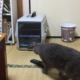 ちゃむは‥の画像