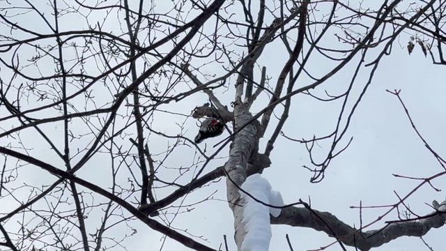 旅育〜冬の北海道編〜の記事動画