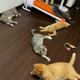 どうやらバズったらしいの画像